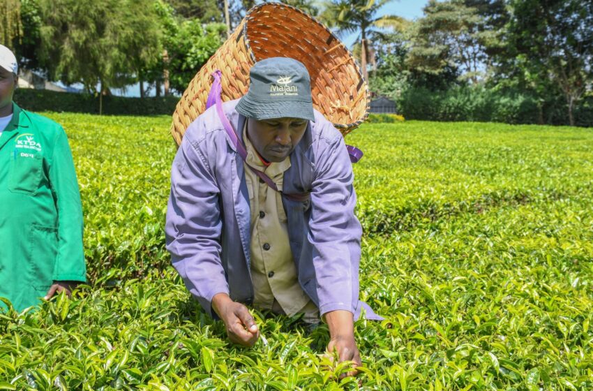  Tea Export Strategy: Kenya Unveil Aggressive Plan to Conquer Emerging International Markets
