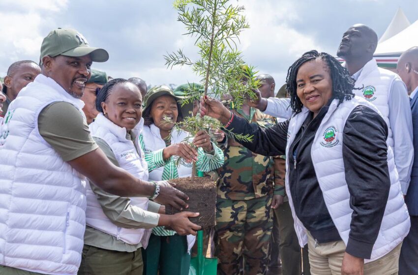  Kenya Forest Restoration Drive Puts Mau Ecosystem Back in Focus