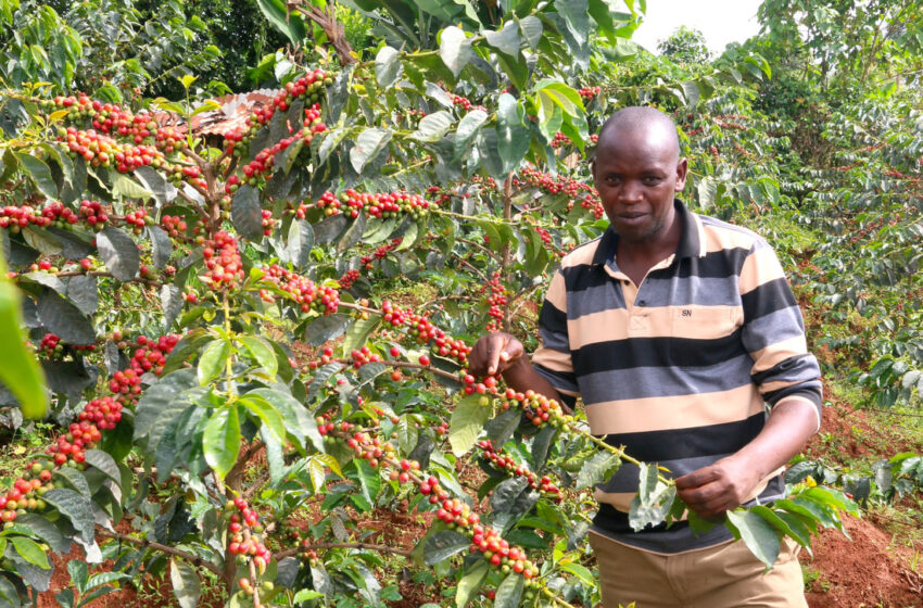  Kenya Coffee Farmers Explain Why Bigger Prices Alone Are Not Enough