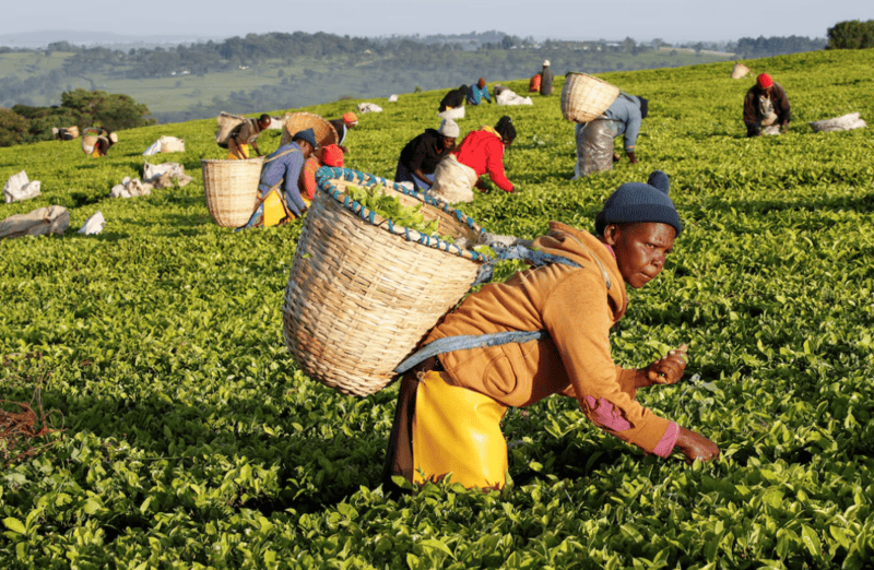  Kenya Tea Value Addition Strategy Boosts China Investment Opportunities