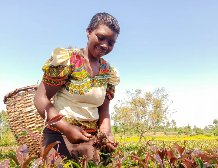  Explainer: Kenya Purple Tea Launch in France and Its Impact on Farmers Income
