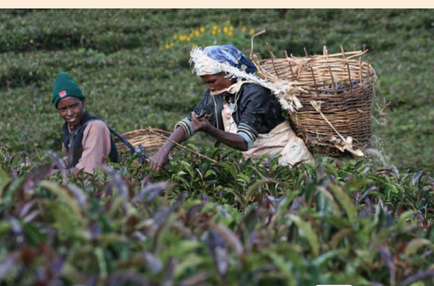 Kenyan Purple Tea : A Complete Guide to Its Benefits Origins and Brewing