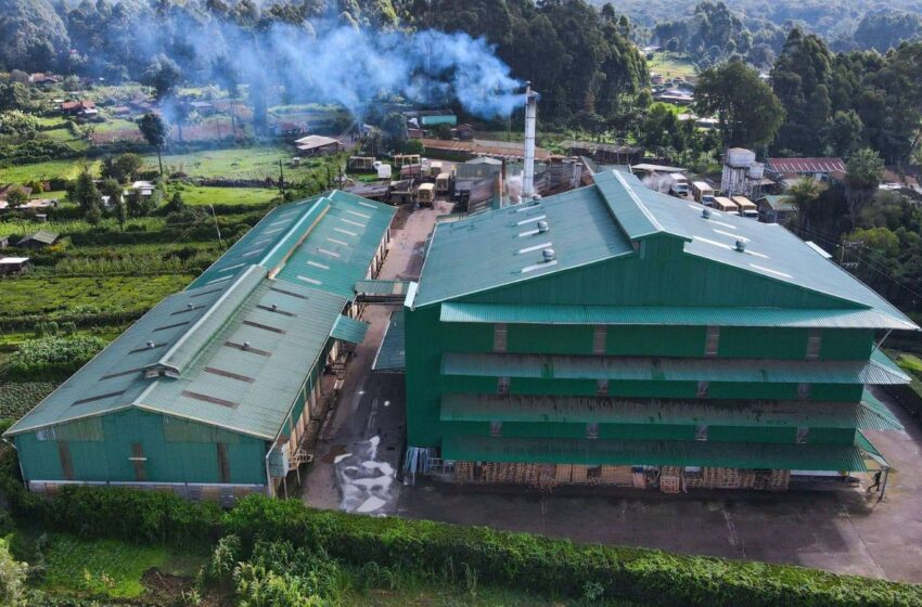  Millions Paid as KTDA Faces DCI Probe